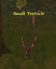 Small Tentacle